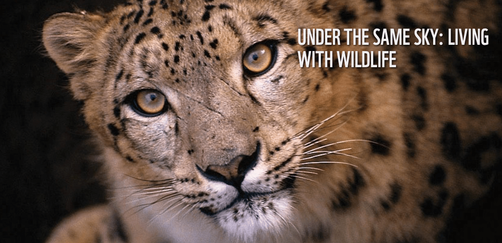 Screen Shot 2018-02-24 at 5.05.28 PM.png